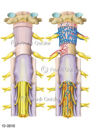 ZNS Nervengeflecht Rückenmark Spinalnerven Gefäße