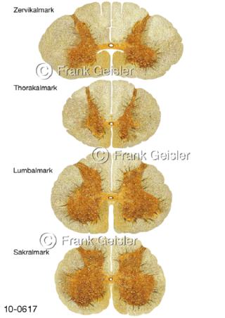 Histologie Rückenmark Medulla spinalis