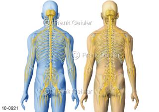 ZNS Nervengeflecht Rückenmark beim Mann, Ansichten dorsal