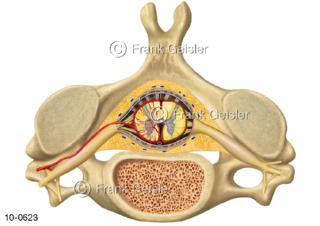 Wirbelknochen Halswirbel mit Rückenmark und Spinalnerven