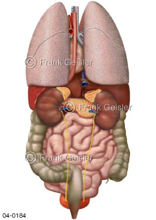 Übersicht Organe im Rumpf von dorsal