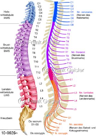 ZNS, Gliederung Rückenmark mit Wirbel Wirbelsäule