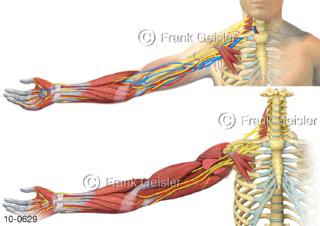 Armplexus und Muskeln mit Nervenbahnen Nerven der Hand