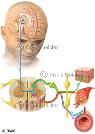 ZNS Nervenleitung Schmerz Eingeweide Gehirn