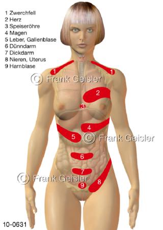 Hautareale Schmerzzonen Head-Zonen Frau
