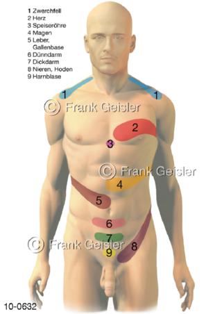 Schmerzzonen Head-Zonen beim Mann