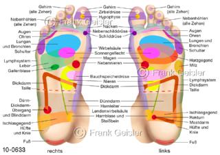 Reflexzonen am Fuß, Verbindung über Nerven mit Organen