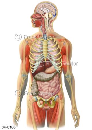 Organe in Kopf und Rumpf beim Mann
