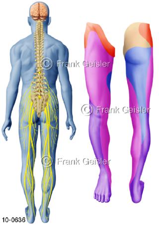 Nervengeflecht, Hautversorgungsfelder Hautinnervationen Beine