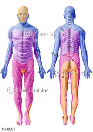 ZNS Nervengeflecht, Dermatome Rückenmarksnerven Spinalnerven