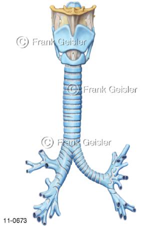 Atemwege, Kehlkopf Larynx Luftröhre Trachea Bronchien Bronchus