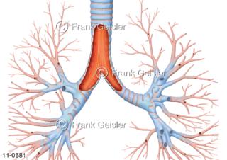 Luftröhre Trachea eröffnet, Darstellung Bronchialbaum mit Bronchien