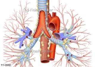 Luftröhre Trachea mit Bronchien, Organe mit Lymphgefäße Lymphknoten