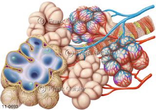 Lungenläppchen Lobulus mit Lungenbläschen Alveolen und Blutkapillare