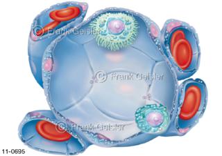Schnitt durch ein Lungenbläschen Alveolus mit Blutkapillare