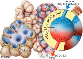 Lobulus der Lunge mit Lungenbläschen Alveolen, Alveolus-Partialdruck