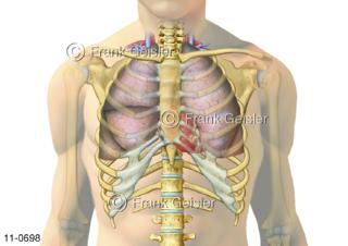 Rumpf mit Brustkorb, Lage Atmungsorgan Lungen und Herz