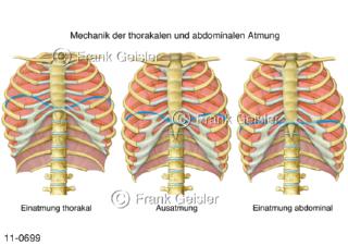 Physiologie Atmung, Ventilation, Atmung thorakal abdominal, Einatmung Ausatmung