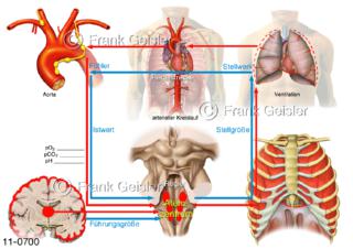 Physiologie Atmung, Regelkreis chemische Regulation Atemregulation