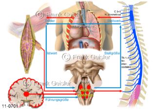 Physiologie Atmung, Regelkreis physikalische Regulation Atemregulation