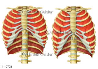 Physiologie Atmung Ventilation, Einatmung Ausatmung mit Zwischenrippenmuskeln Interkostalmuskeln