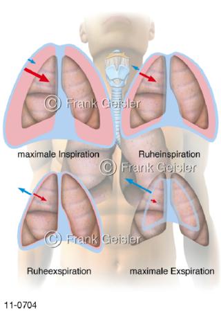 Physiologie Ventilation Atmung, Atemvolumen bei Inspiration Exspiration