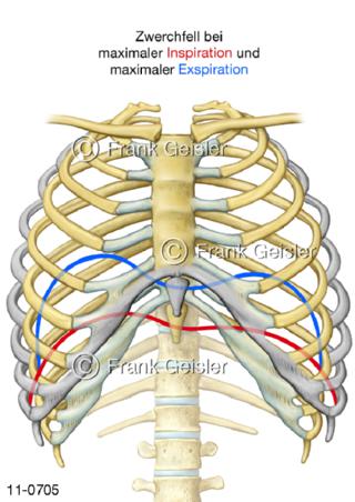 Atmung Zwerchfell Rippen, Inspiration Exspiration