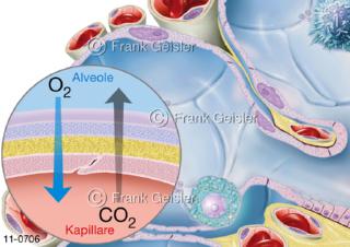 Physiologie Atmung, Diffusion in Alveolus, passiver Gasaustausch in der Lunge