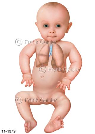 Atmsystem Atemwege Lungen Kind Baby