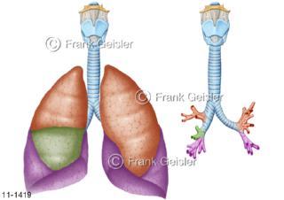 Atemwege Luftröhre Trachea Lunge Pulmo, Lungensegmente farbig dargestellt