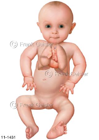 Organe Lungen und Herz Kind Baby
