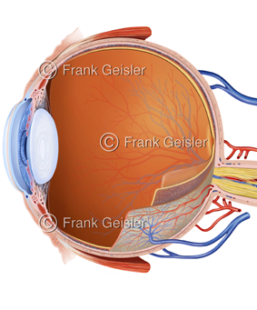 Sinnesorgan Auge für Sehiinn des Menschen