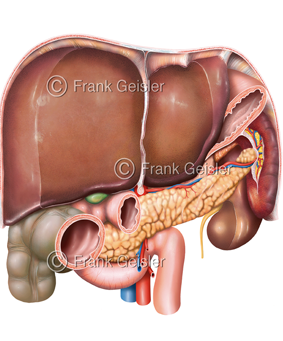 Topografie Organe des Menschen