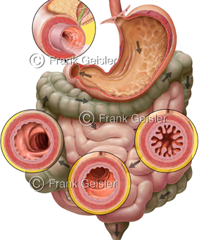 Verdauungssystem, Verdauungsorgane im Verdauungsapparat