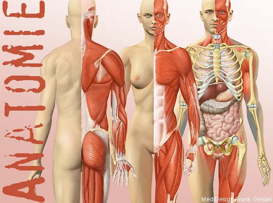 Anatomie Organe Körper Mensch