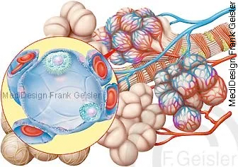 Lungenbläschen mit Blutkapillare, Austausch der Atemgase