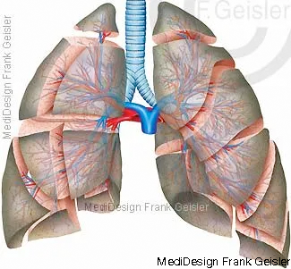 Lungensegmente der Lunge