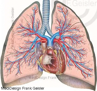 Schnitt durch die Lungen mit Bronchien, Herz und Lungengefäße