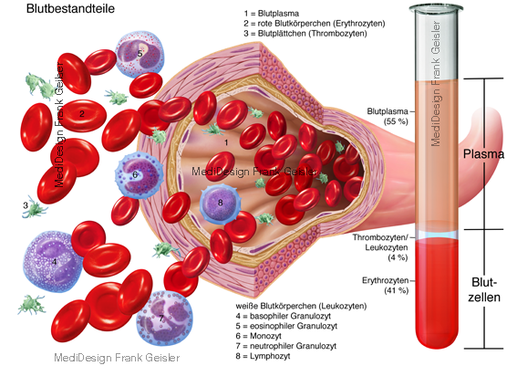 Blutbestandteile Blutzellen im Blut