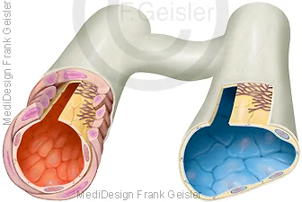 Arteriole und Venole mit Kapillargefäß