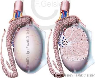 Darstellungen Hoden mit Nebenhoden