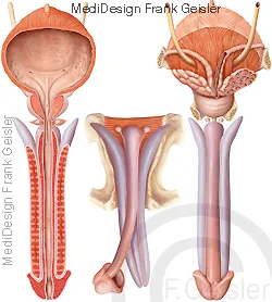 Penisschwellkörper und Harnröhrenschwellkörper