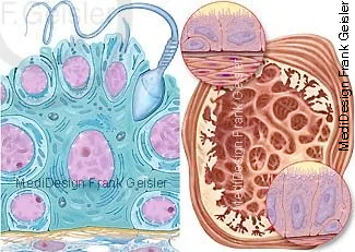 Spermiogenese im Samenepithel, Querschnitt Samenblase mit Drüsenepithel-Zellen