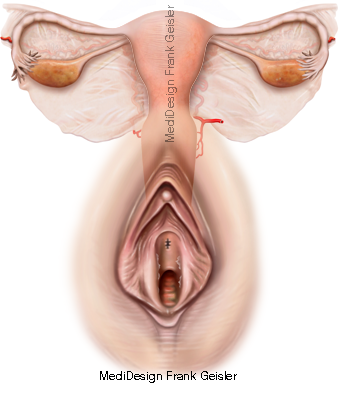 Gebärmutter Scheide Vulva der Frau