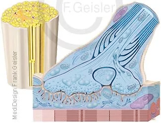 Nerv Ischiasnerv und Synapse Muskelendplatte