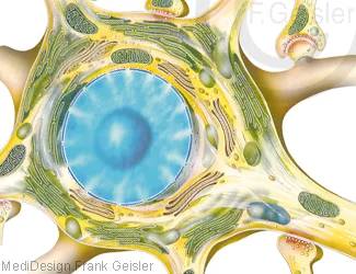 Aufbau Nervenzelle Neuron