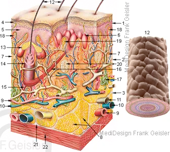 Haut Hautgewebe und Haar Haut Hautgewebe und Haar