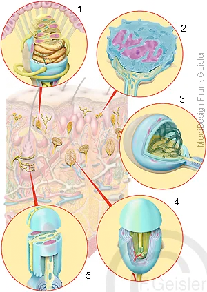 Sinnesorgane der Haut: Sinnesorgane der Haut: