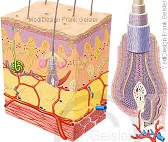 Haut mit Sinnesorgane und Haarwurzel Haut mit Sinnesorgane und Haarwurzel