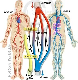 Arterien, Venen und Resorption Lymphgefäße Arterien, Venen und Resorption Lymphgefäße